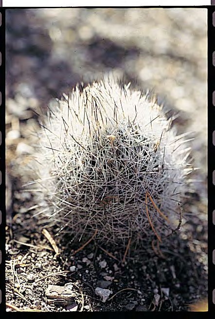 Globose, up to 20 cm, clavate when young; - Elongated, rhombic base; 18-22 white; 1-2 white; Pink, larger than that of T. conothelos; S.W. of Ciudad Victoria.