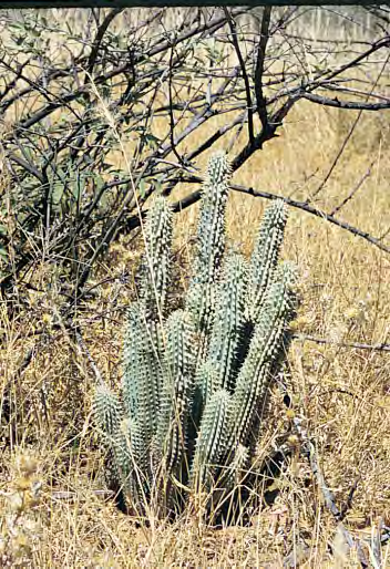 N O T E B O O K Some Stapeliads of Botswana by Desmond T.