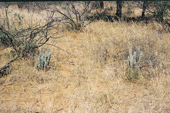 T A C C U I N O Alcune Stapelie del Botswana di Desmond T.