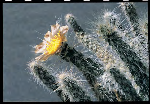 C U L T I V A T I O N Cold hardy, distinctive plants from Argentina that are worth growing The genus Pterocactus by Bill Weightman Photographs courtesy of the author P terocactus is a small genus