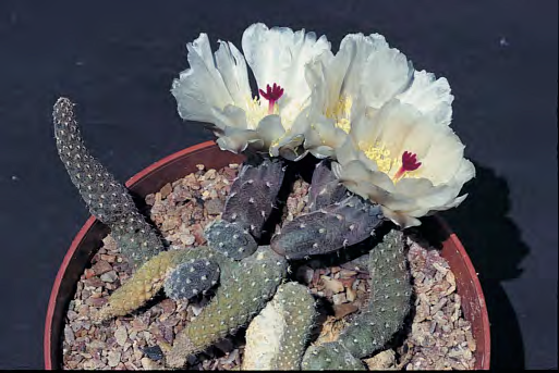 P. reticulatus and P. megliolii both have stouter stems than the preceding species but these tend to sprawl. The spines are very small.