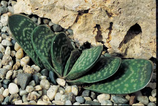 F O C U S Knowing the habitat for better growing our succulent plants Southern Africa, a succulent paradise (1) by Fausto Tavella Photographs courtesy of the author unless otherwise indicated