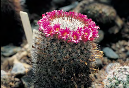 accessible to Mammillaria lovers.