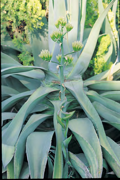 F O C U S One hundred years ago the first description of a discussed taxon Agave ragusae Terr.