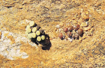 roodiae share the same place, same soil, same amount of water, yet they are of such different appearance. At 11 a.m., when the photograph was taken, the rocks were hot.