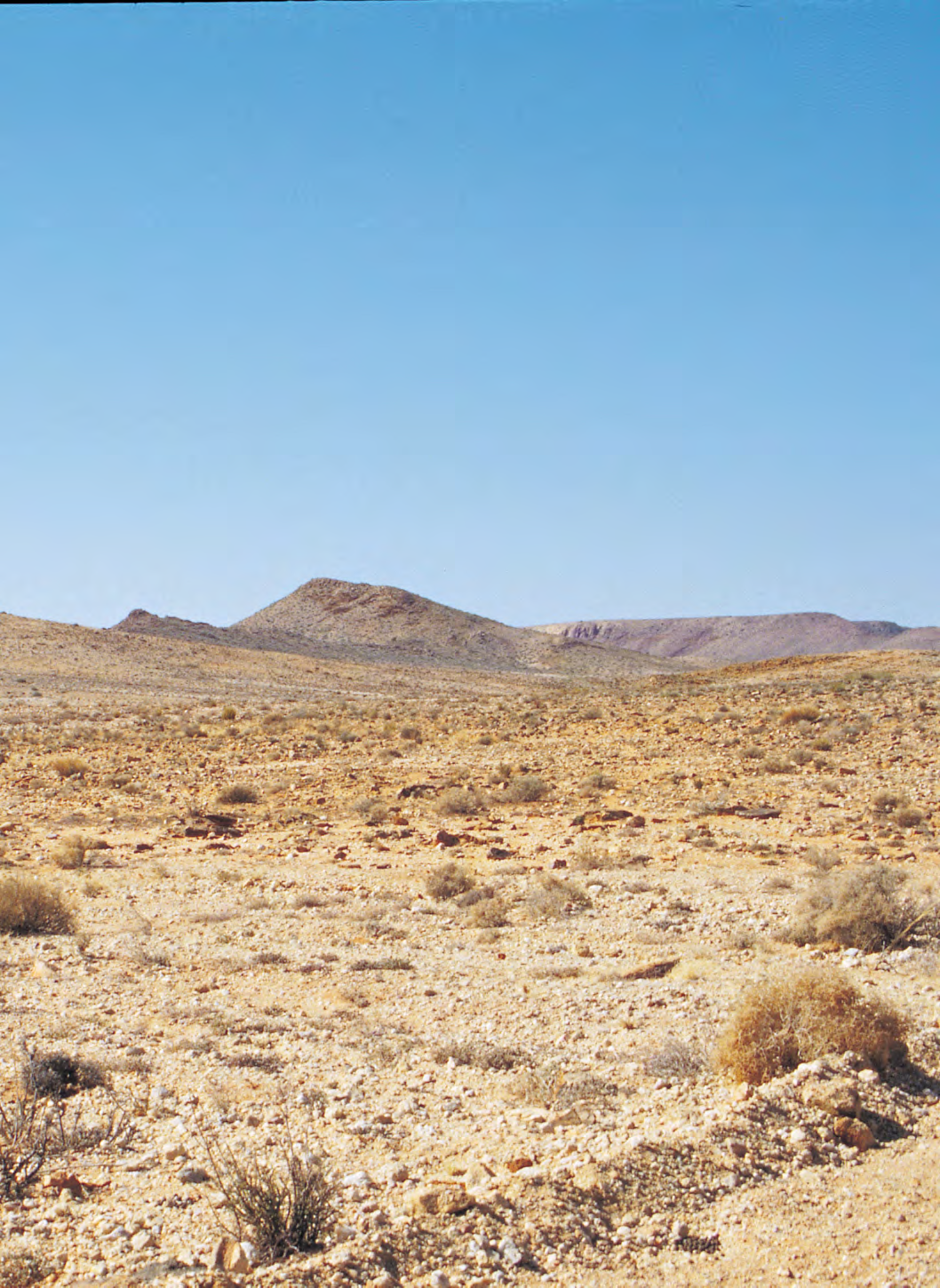 Dinteranthus pole-evansii si mimetizza fra i sassi quarziferi a sud di Upington. Purtroppo tutt intorno vi sono centinaia di piante completamente secche.