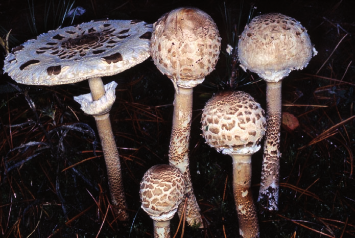 Macrolepiota procera: comunemente chiamata mazza di tamburo, è un fungo che può raggiungere dimensioni ragguardevoli.