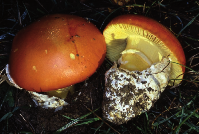 Amanita caesarea: conosciuto anche come ovolo buono è considerato uno dei più pregiati funghi commestibili.