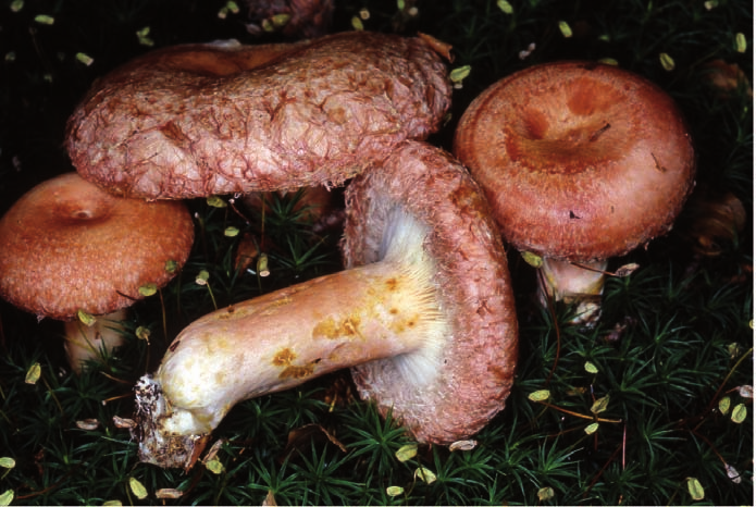 Lactarius torminosus: detto anche peveraccio delle coliche è un simbionte della betulla.