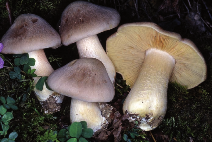 Il cappello degli esemplari maturi può essere invaso da Volvariella surrecta, il cui micelio è tossico.