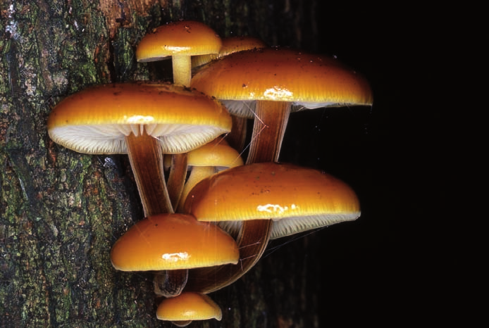 Flammulina velutipes: fungo tipicamente invernale, con periodo di fruttificazione da novembre a febbraio.