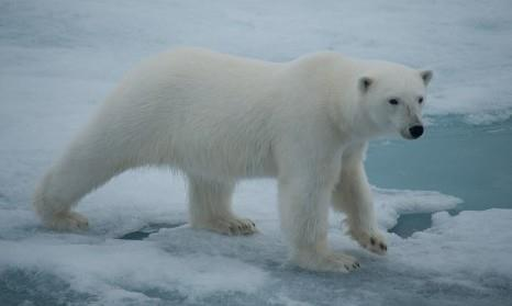 2 giorno RAUDFJORD (Costa settentrionale WEST SPITSBERGEN) Navigazione nel Raudfjord lungo la costa settentrionale delle West Spitsbergen; dominato da spettacolari ghiacciai e abitata da colonie di