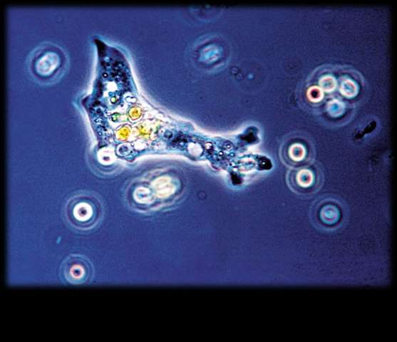 Il regno protisti Il regno protisti comprende organismi unicellulari eucarioti.