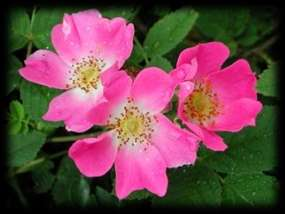 Una rosa da giardino e una rosa selvatica appartengono a specie