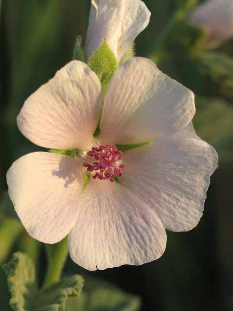 NATURA Bismalva,