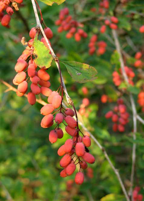 NATURA Crespino,