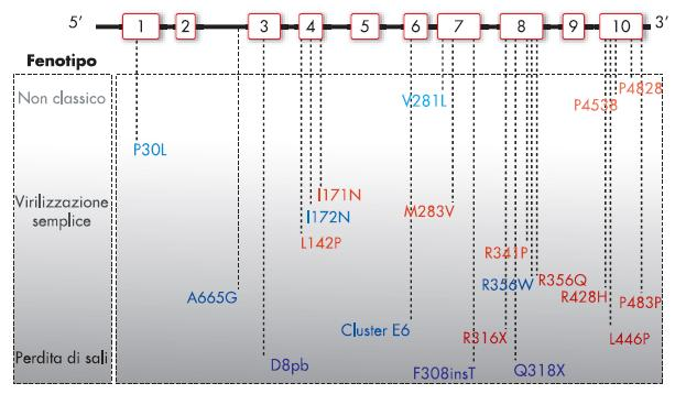 Genetica Eterogeneità