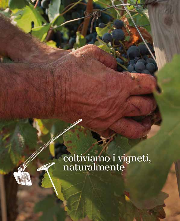 I nostri vini di tradizione GUTTURNIO e MALVASIA partecipano al progetto VIVA Sustainable