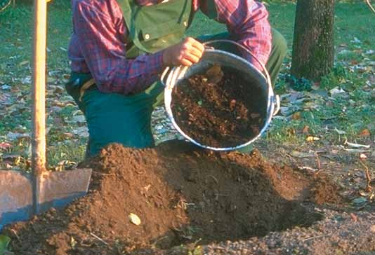 Le caratteristiche e la qualità del compost La sostanza organica nel terreno, pur rappresentando una percentuale molto bassa (2-4% in peso del suolo), costituisce l elemento fondamentale della