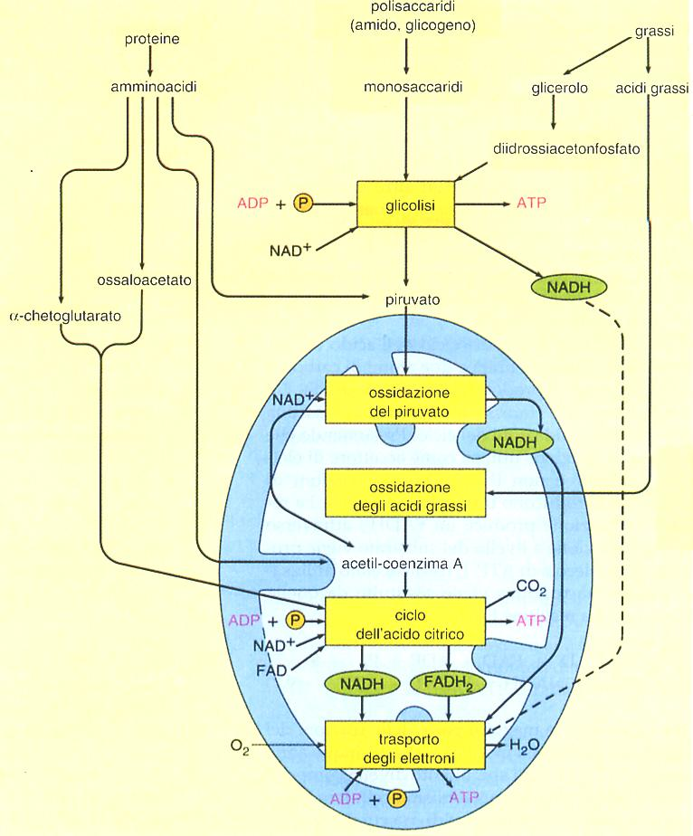 GLICOLISI FOSFORILAZIONE A LIVELLO DI SUBSTRATO CITOPLASMA BETA-OSSIDAZIONE DEGLI ACIDI GRASSI ACETIL-CoA (perossisomi) CORPI CHETONICI (es: