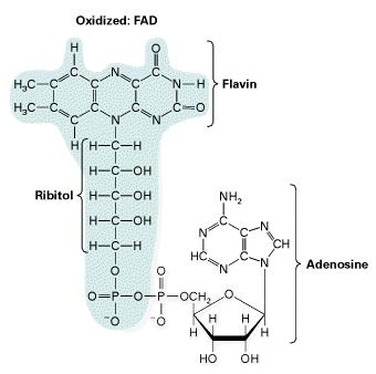 NAD e FAD sono NUCLEOTIDI in cui l AMP è legato tramite il fosfato ad un secondo