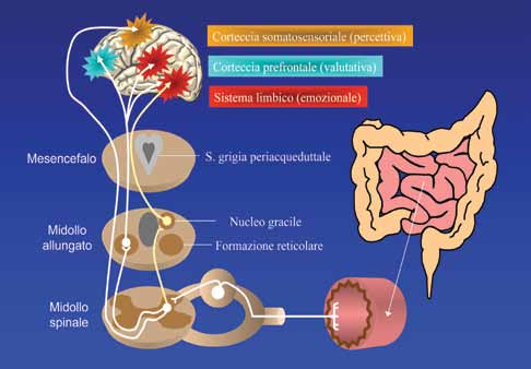 Stress e malattie gastrointestinali Corteccia somatosensoriale (percettiva) Corteccia prefrontale (valutativa) Sistema limbico (emozionale) Figura 2 Afferenze sensoriali formano sinapsi con neuroni
