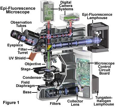 Microscopia di Fluorescenza Schema del microscopio di fluorescenza in riflessione