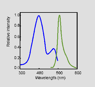 Microscopia di Fluorescenza Blocco filtri e beam splitter Cromoforo: Green Fluorescent