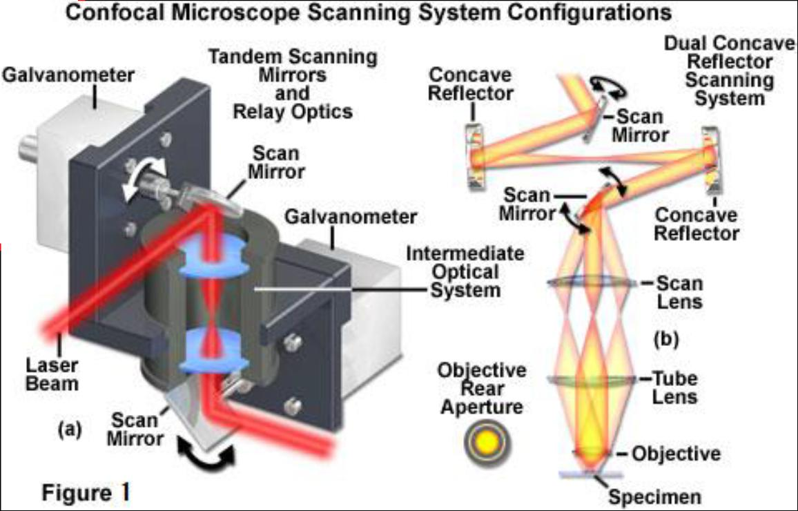 Microscopia confocale Caratteristiche dei «sistemi scanning» Le immagini vengono ottenute spostando il punto in cui viene eccitato