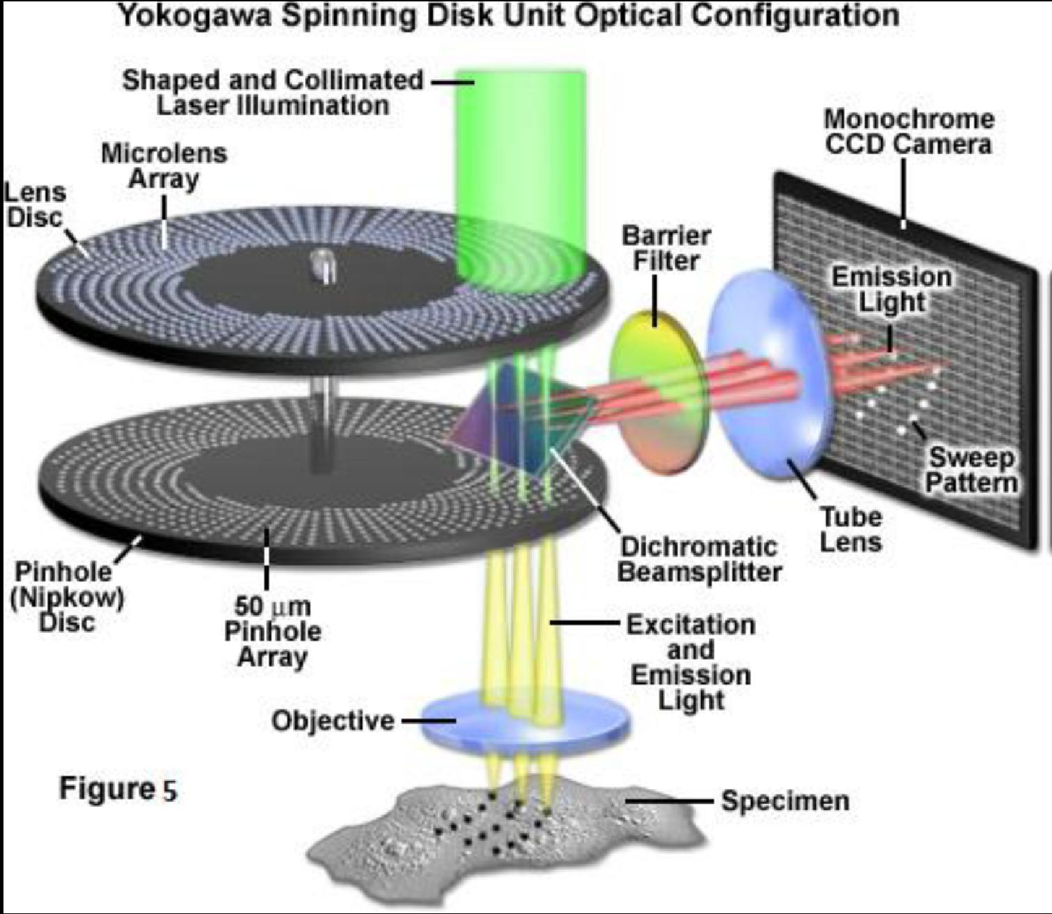 Microscopia confocale Caratteristiche dei «sistemi spinning disk» Le immagini vengono ottenute utilizzando un Nipkow disk associato ad un array di microlenti.