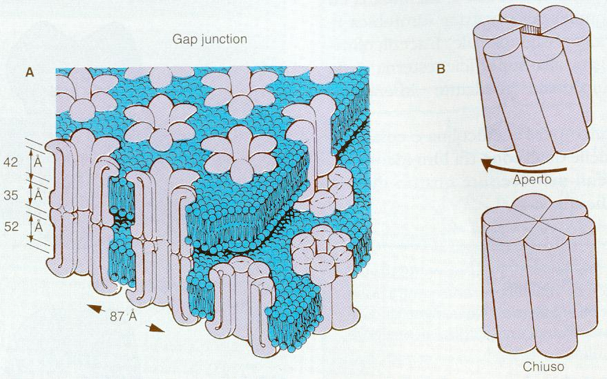 COMUNICANTI: servono per la comunicazione tra 2 cellule e sono di tre tipi: GAP intervallo regolare; proteina transmembrana chiamata connessina.