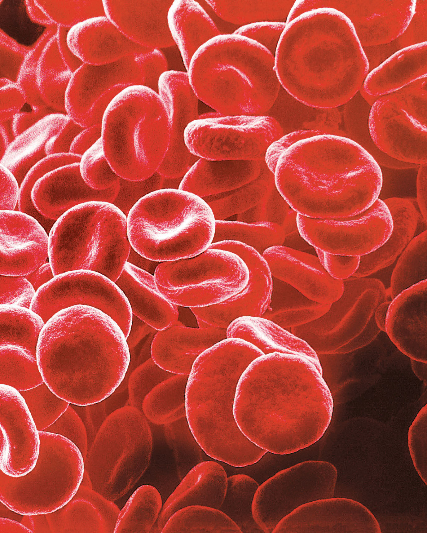 C 1.All interno delle cellule Per osservare una cellula del nostro corpo come i globuli rossi del sangue che vedi nella fotografia è indispensabile utilizzare un