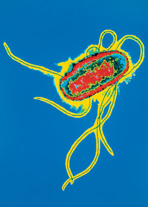 2. Le cellule procariotiche Tutte le cellule presentano due caratteristiche fondamentali: possiedono una membrana che le separa dall ambiente esterno (chiamata membrana plasmatica), contengono il