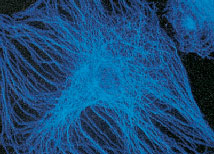 Tramite i microfilamenti, la cellula può cam- delle cellule La «rete» del citoscheletro è biare forma e muoversi, aggiungendo coppie di molecole di ac- costituita da tre tipi principali di fibre che