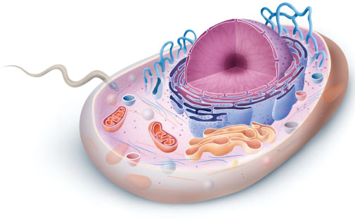 Oltre agli organuli circondati da membrana, le cellule eucariotiche presentano altre strutture, come i centrioli, il citoscheletro e talvolta un flagello, formate da filamenti proteici.