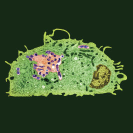 metabolismo C110 2 Gli scambi respiratori negli animali C112 3 L apparato respiratorio umano C114 4 Il trasporto delle sostanze nell organismo C116