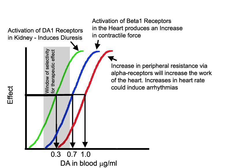 Recettori dopaminergici: funzioni periferiche Attivazione dei recettori D1 nel rene > diuresi Attivazione dei recettori adrenergici