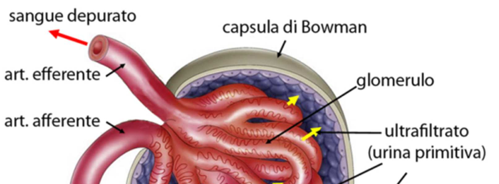 Determinazione della clearance della creatinina La quantità di creatina prodotta dai muscoli e rilasciata nel sangue come creatinina è abbastanza costante per tutti gli individui mentre il suo