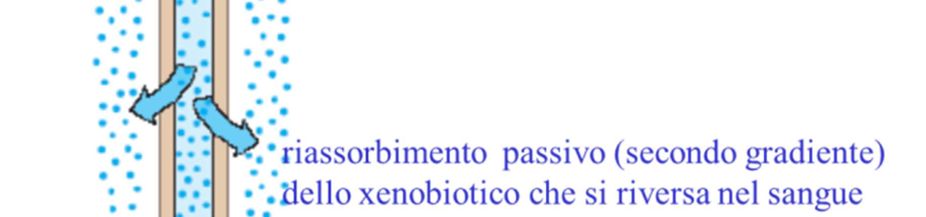 La concentrazione del farmaco è inizialmente uguale a quella plasmatica. La velocità di filtrazione glomerulare di uno xenobiotico dipende dalla pressione del sangue nell arteriola glomerulare.