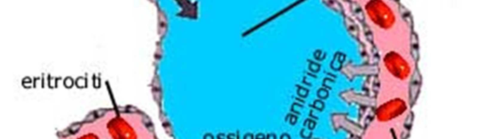 In presenza di adeguate concentrazioni nell aria inspirata si può raggiungere quindi dopo un certo periodo di tempo un vero equilibrio, durante il quale la velocità di assorbimento è uguale alla