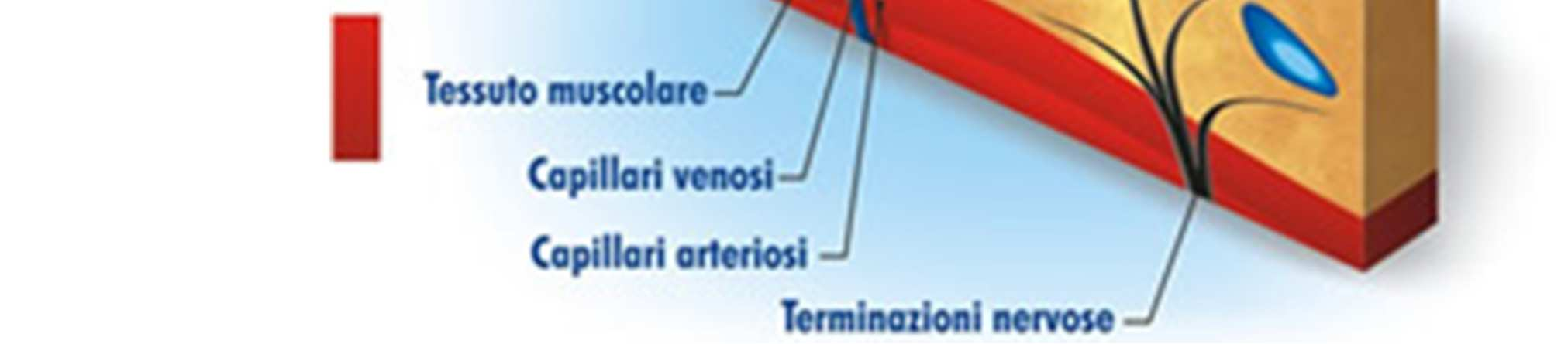 Con questa via possono essere assorbiti xenobiotici con forte eliminazione pre-sistemica per via orale Le sostanze che vengono assorbite per via transcutanea devono passare attraverso 7 strati