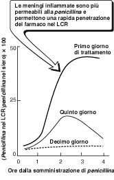 clavulanico Amoxicillina Tempo Amoxicillina+Acido