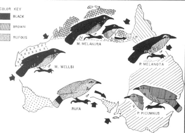 Esempio di speciazione allopatrica La figura illustra un esempio di speciazione allopatrica; Lo schema è tratto da L'evoluzione delle specie animali di