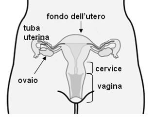 Anatomia del sistema riproduttivo femminile.
