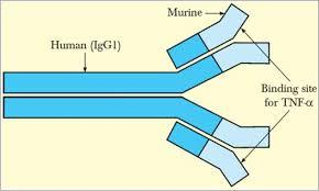 Infliximab Anticorpo monoclonale umano-murino chimerico IgG1 prodotto in cellule di ibridoma murino con tecnologia DNA ricombinante che si lega con alta