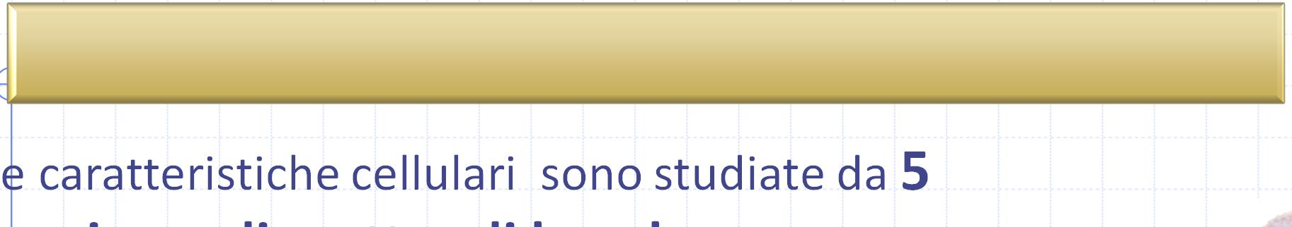 Flow Cytometric Digital Morphology Misurazione diretta di 7 parametri su ciascuna cellula Le caratteristiche cellulari sono studiate da 5 misure di scatter di luce laser UMALS (Scatter ad angolo