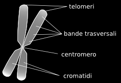 cromosoma, che può pertanto essere riconosciuto. Ogni specie è caratterizzata da un numero definito di cromosomi.