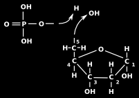 5 dello zucchero per mezzo di un legame estere, fra uno dei gruppi ossidrile dell'acido fosforico e il gruppo ossidrile del carbonio n.