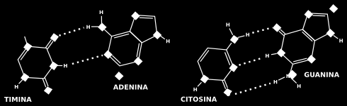 1 dello zucchero per mezzo un legame glicosidico, fra il gruppo N-H della base e il gruppo ossidrile del carbonio n.