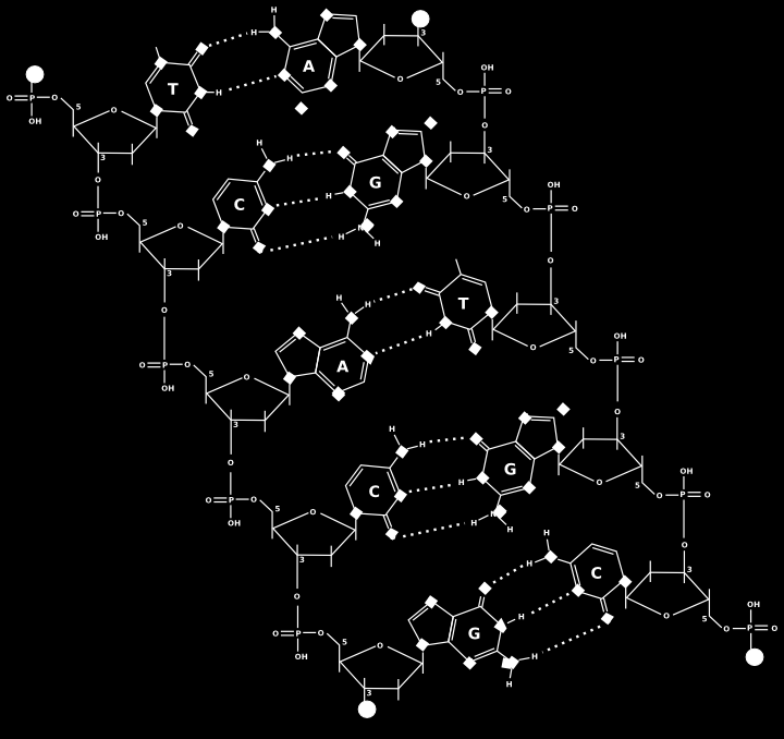 Nel DNA, i nucleotidi polimerizzano formando due catene che si legano per mezzo di legami a idrogeno instaurati tra basi azotate complementari.